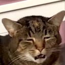 joltik-appreciating-machine avatar