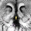 jonasstenqvist avatar