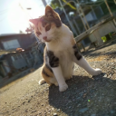 jonathankchsu avatar