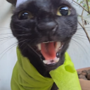 jorkinmypeanits101 avatar