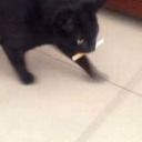 josephkavinsky avatar