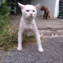 joshfrancesci avatar