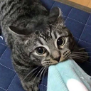 joshies-blog1 avatar