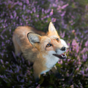 joshthebodybuilder avatar