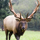 journalist-lend-thy-elk avatar