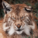 journalofthelynx avatar