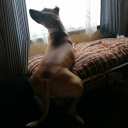 joyfulcollectordreamland avatar