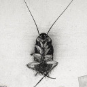 joyfulfestivaldiplomatknight avatar