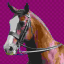 jpegofhorse avatar