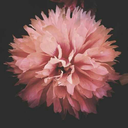 jramirez123398-blog avatar