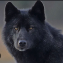 jreuhlreadswritesloves avatar