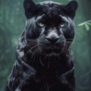 jubbliesjaguar avatar