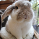 jubbybunny avatar