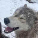 judasthewolf avatar