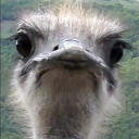 judgemental-ostrich avatar