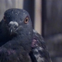 judgmental-pigeon avatar