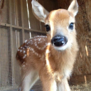 juliashiftingdiary avatar