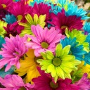 juliaslemonadestand avatar