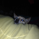 julielikeskael avatar