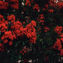 julietvsanchez05 avatar