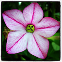 jumbledplanet avatar