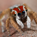 jumpingspiders avatar