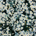 jumpyoucanfly avatar