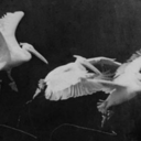 juniortomandosol avatar