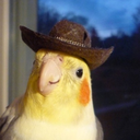 juniperbird-archive avatar