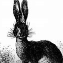 junkerjackrabbit avatar