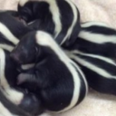 junkie-boyfriend avatar