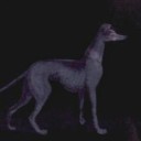 junkyard-doggy avatar