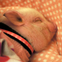 junotheminipig-blog avatar