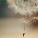 jusquoboutdumonde avatar