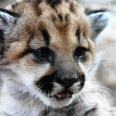 just-a-baby-mountain-lion avatar