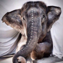 just-a-beating-heart avatar