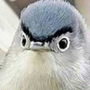 just-a-damn-bird avatar