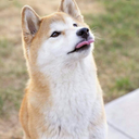 just-a-depressed-shibe avatar