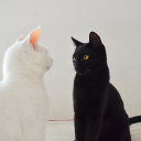 just-a-little-love avatar