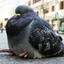 just-a-pigeon avatar