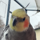 just-a-random-bird avatar