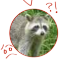 just-a-random-raccoon avatar