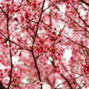 just-alittlekit avatar