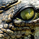 just-an-alligator avatar