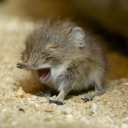 just-an-occasional-rosa avatar