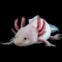 just-axolotl-responses avatar