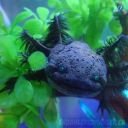 just-axolotl-thoughts avatar