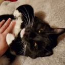 just-cat-owner-things avatar