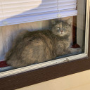 just-cat-thoughts avatar