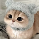just-cute-cats avatar